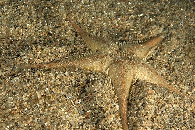 Astropecten spinulosus, A. platyacanthus, A. aranciacus